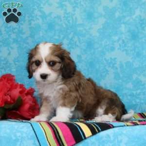 Sapphire, Cavachon Puppy